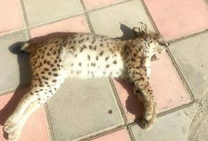 کشف لاشه سیاه‌گوش اوراسیایی یک گونه در خطر انقراض در سنندج