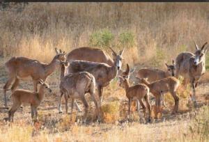 کاهش منابع آبی، جدی‌ترین تهدید برای حیات‌وحش جزایر دریاچه ارومیه