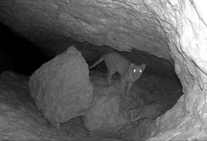 پشتیبانی بخش خصوصی از حیات‌وحش کوه «هوا» لامرد