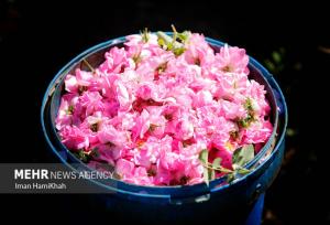 ثبت جهانی اسانس گل محمدی؛ ضرورت تقویت موضع حقوقی ایران
