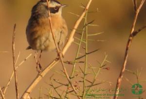 ثبت نخستین مشاهده «صعوه ابروسفید» در خراسان جنوبی