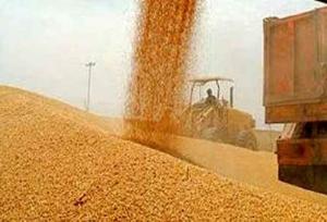 رشد ۲۶ درصدی خرید گندم از کشاورزان استان قزوین