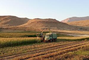 آغاز برداشت ذرت علوفه‌ای در اراضی آبی ثلاث باباجانی