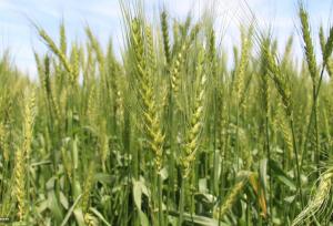 ۱۰ هزار هکتار اراضی حاجی آباد زیر کشت گندم رفت