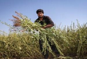 پیش‌بینی تولید بیش از ۴۶۰۰ تن کنجد از مزارع دلگان