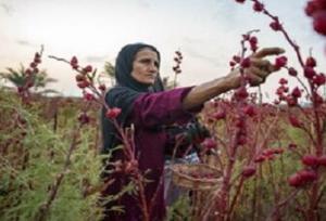 برداشت ۲۸ تُن چای ترش از مزارع شهرستان تفتان