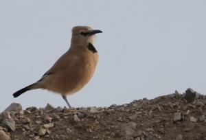 «زاغ‌بور» پرنده بومی ایران در قاب توران شاهرود