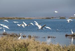 فرود پرندگان مهاجر در تالاب‌های شمال استان اردبیل