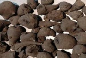 هشدار درباره عرضه گیاه جدوار در عطاری‌ها