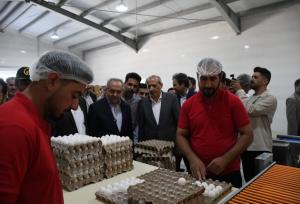 سهم ۱۰ درصدی آذربایجان شرقی از تولید تخم مرغ در کشور