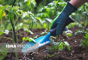 حمایت از کشاورزان کردستان با تأمین و توزیع بیش از ۸۲ تن کود شیمیایی