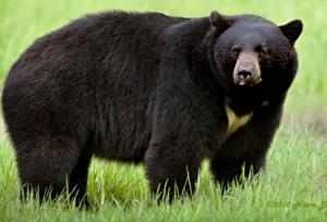 حمله خرس سیاه به دام‌های دو روستای رودان