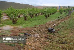 بارش‌های اخیر بیش از ۵ میلیارد تومان به بخش کشاورزی لامرد خسارت زد