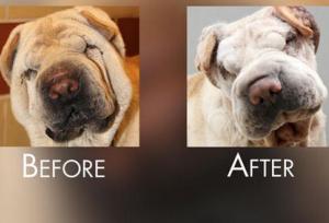 جراحی‌های زیبایی حیوانات خانگی؛ از مد فانتزی تا حیوان‌آزاری لوکس