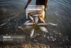 خوزستان رتبه دوم کشور در تولید ماهیان گرمابی را دارد