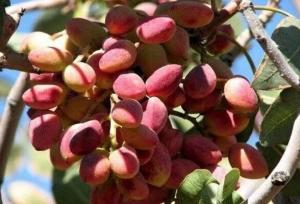 ورامین میزبان اولین جشنواره پسته با تمرکز بر زنجیره ارزش افزوده است