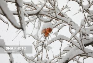 آخرین وضعیت فعالیت سامانه بارشی در استان یزد