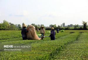 پایان پرونده چای سنواتی در کشور