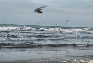 آوای مرغان دریایی در ساحل نوشهر