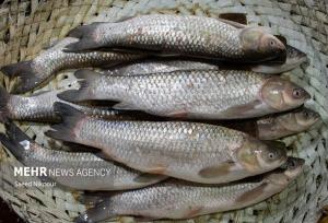 معاون شیلات ایران: تولید بیش از یک‌ونیم میلیون تن آبزی در کشور