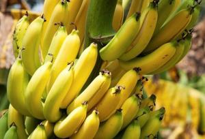  واردات محصولات کشاورزی طبق روال انجام می شود