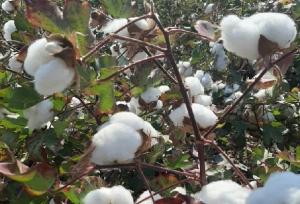 آغاز برداشت پنبه از مزارع شهرستان حاجی‌آباد