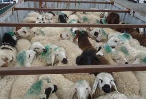 سرهنگ اکبری: ۳۲۱ راس دام قاچاق در پیرانشهر کشف شد