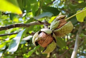 برداشت محصول از باغ‌های گردو استان فارس پایان یافت/ برداشت ۱۴ هزار تن گردو