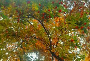 پاییز باغ ایرانی با خرمالوهای درخشان جان گرفت