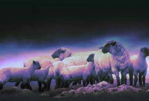 کشف ۲۰ رأس دام قاچاق در میناب