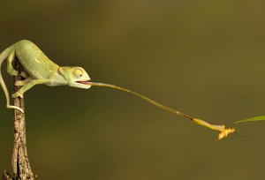 حیرت‌انگیزترین «زبان‌ها» در دنیای جانوران!