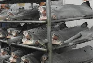 ۲.۵ میلیون ماهی تازه از مازندران صادر شده است 