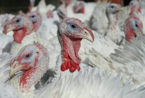 تولید سالیانه ۳۴۲ تُن گوشت بوقلمون در بهار