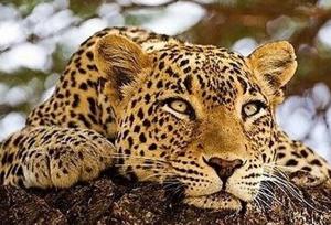 لحظه کم‌نظیر از حضور پلنگ ایرانی در پارک ملی صیدوا + ویدئو