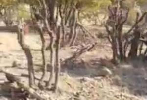 تخریب و قطع بی‌رویه درختان بلوط