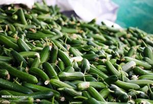 کشت خیار سبز در منطقه توکهور و هشتبندی ۲۰ درصد کاهش یافت
