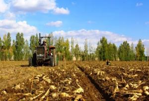 اصغری: ۲ میلیون تن چغندرقند در آذربایجان غربی برداشت می شود
