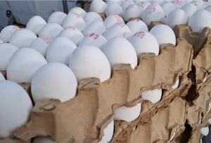 «تخم‌مرغ» چگونه قدرت خرید مردم را بلعید؟