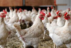 مازندران در اصلاح نژاد مرغ بومی پیشتاز است