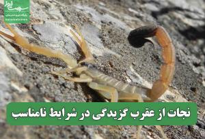 نجات از عقرب گزیدگی در شرایط نامناسب