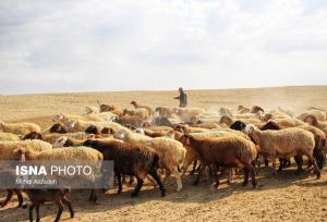 صنعت دامپروری زیر تیغ خشکسالی