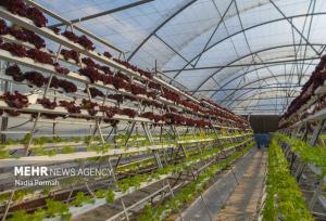 علیزاده: دستاوردهای تحقیقاتی با آموزش در اختیار کشاورزان قرار گیرد