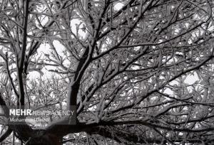 تصاویری از بارش برف در شهرستان طرقبه