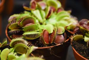 ۷ گیاه گوشت‌خوار شگفت‌انگیز که حشرات را شکار می‌کنند