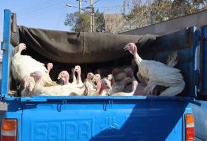 کشف بوقلمون‌های فاقد مجوز دامپزشکی در میامی