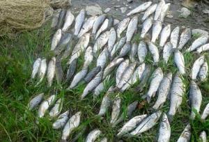 ۴۵۱ میلیون دلار صادرات آبزیان در ۷ ماهه امسال انجام شد