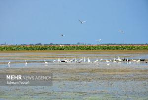 نقش تسهیلگری برنامه توسعه ملل متحد در تحقق حقابه تالاب‌های مرزی