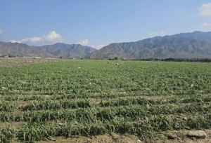 خسارت سیلاب و بارندگی به شش هزار هکتار از مزارع هرمزگان