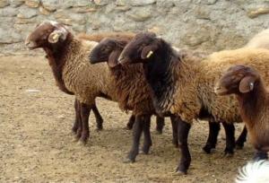 ۹۰ درصد دام‌های سبک در خراسان شمالی در واحدهای سنتی پرورش می‌یابند