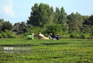 راهکاری قانونی برای تثبیت مالکیت زمین‌های کشاورزی
